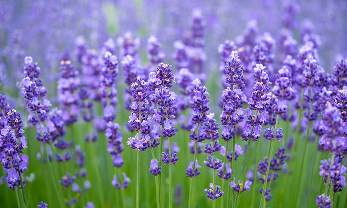 ラベンダー