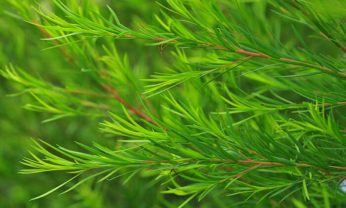 ティートゥリー